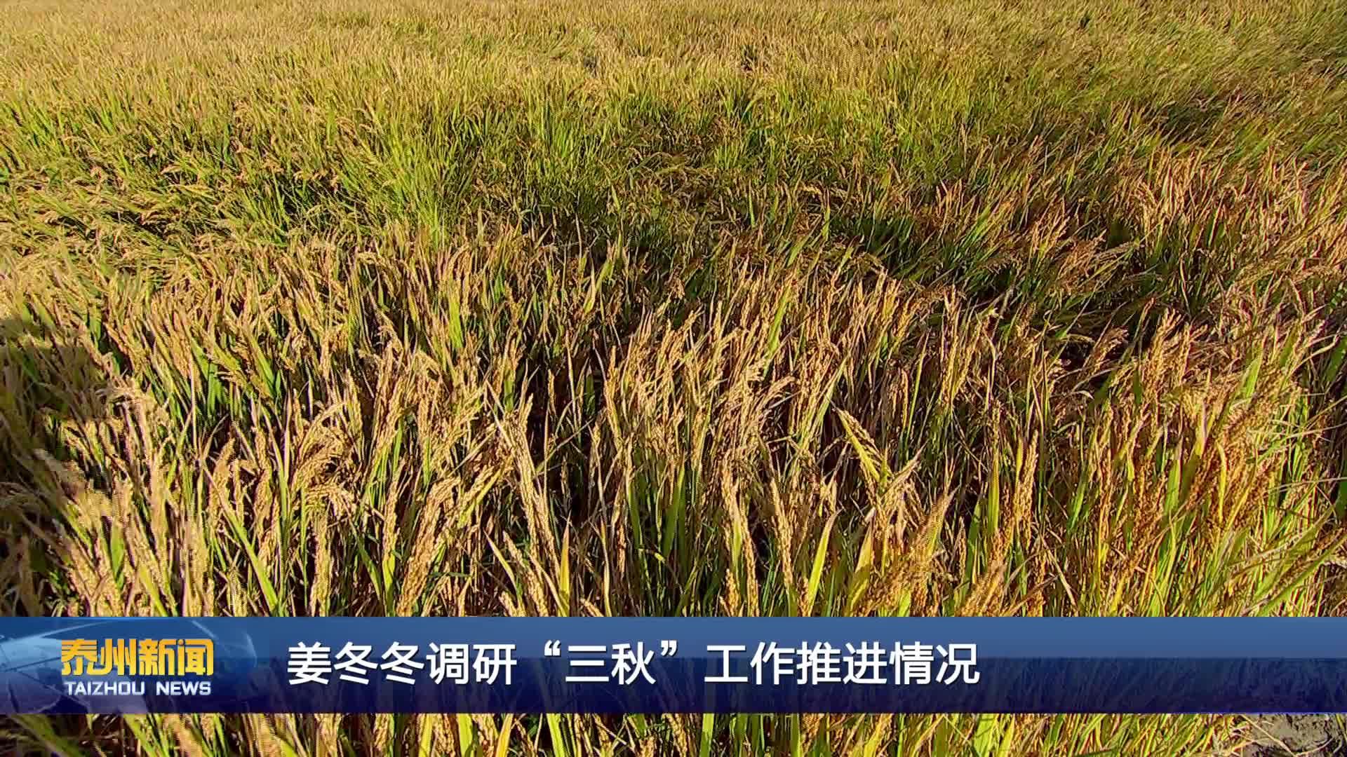 姜冬冬調研“三秋”工作推進情況